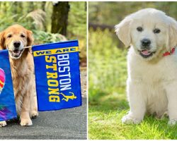 Family of late Boston Marathon dog Spencer gets a new puppy to carry on his legacy