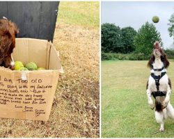 Dog walker finds box of tennis balls in park, donated by dog who is too old to play with them