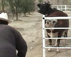 Cow cries all day and night for her lost calf – then she looks through the gate and sees the unimaginable