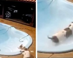 Hero pittie saves his Chihuahua friend from drowning in pool