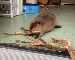 Rescued beaver builds a dam in hallway to keep her new roommate out