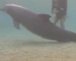 Divers find mysterious dolphin – then a miracle happens