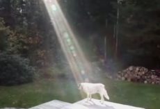 Fallen Soldier’s Puppy Gives Hope to Grieving Family
