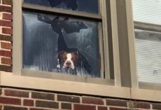 Stray Pit Bull Found In Abandoned School Eager To Greet Rescuers