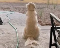 Golden Retriever Sits In Same Spot Every Evening To Watch The Sunset