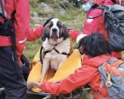 Team of 16 volunteers rescue 121-pound St. Bernard from England’s tallest mountain