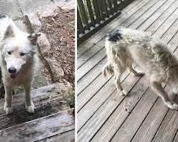 Scared puppy appears on porch – then a woman sees a black spot on her butt and acts immediately