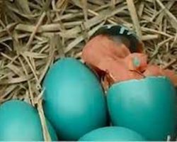 Strange bird nest in garden has blue eggs – see surprise as they hatch 10 days later