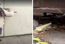 Couple hear faint cries coming from a locked dumpster