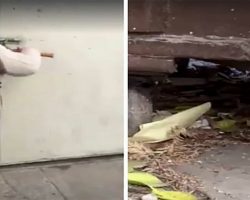 Couple hear faint cries coming from a locked dumpster