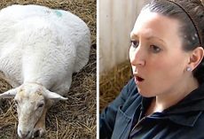 Woman prepares to say her final goodbyes to sick sheep – then next day finds her with a new brood