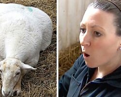 Woman prepares to say her final goodbyes to sick sheep – then next day finds her with a new brood