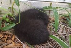 Woman finds some fur in her backyard – gets closer and hears cries