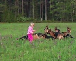 5-year-old girl plays with 14 beautiful German Shepherds