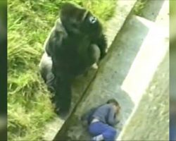 37 years ago, Jambo the Gorilla made headlines all over the world