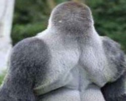 This gorilla has become an internet star, when he turns around you’ll understand why