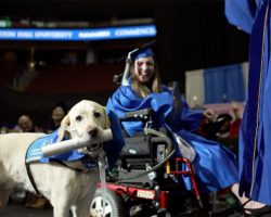 Service dog gets his own honorary diploma after helping owner through college