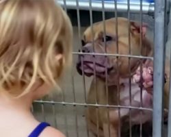 Caring 2-year-old goes to dog shelter and chooses sick, shy pit bull in need of love