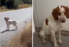 Abandoned Dog’s Tail is Tucked Under Him in Fright Until He Meets Rescuer