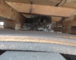 Some Wooden Pallets In An Industrial Area Were All This Dog Had For Shelter