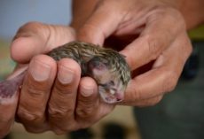 Family finds abandoned cat on the street – look closer and realize it’s not a regular kitten