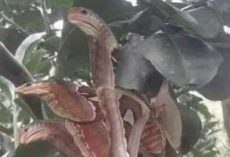 Angry-looking ‘snakes’ spotted lurking in tree, but everything is not as it seems