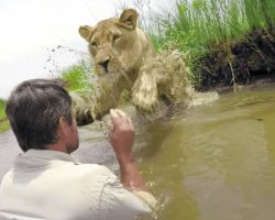 7 years after saving lion’s life, man meets her again, ignores warnings and approaches