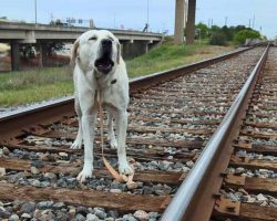 Animal Care Officer Rushes To Save Dog Stuck To An Active Train Track