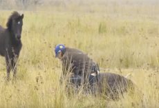 Animal hero frees chained horse then receives thank you of a lifetime