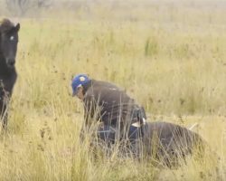 Animal hero frees chained horse then receives thank you of a lifetime