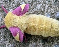 Man finds unusual creature in his garden — then sees it transform into something beautiful