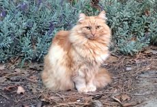 Nutmeg, famous feral cat of Disneyland with cocktail named in her honor, has died — rest in peace