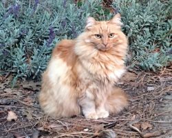 Nutmeg, famous feral cat of Disneyland with cocktail named in her honor, has died — rest in peace