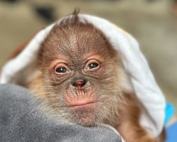 Critically endangered orangutan born at Sacramento Zoo – welcome to the world
