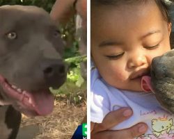 Pit bull found dragging the baby across the floor by her diaper – seconds later everyone is hailing her a hero