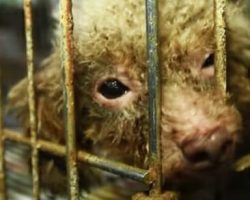 Poodle rescued from a puppy mill in basement sees sunlight for the first time ever