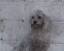 Homeless poodle’s emotional response to being rescued leaves everyone in tears