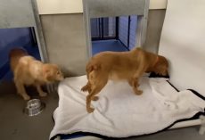 Watch These Puppy Mill Rescue Dogs Receive Their First Blanket and Comfort