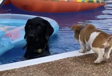 Barking Puppy Pushed into Pool By Annoyed Dog