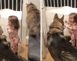 Dog And Cat Best Friends Always Tell Little Girl When It’s Time For Bed