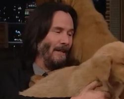 As the assassin in John Wick or in real life, Keanu Reeves just can’t get enough puppy love from the adorable bundles of fur
