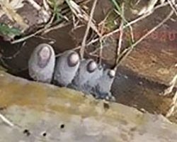 The ‘Dead Man’s Fingers’ Fungus looks as creepy as it sounds