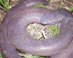 ‘Man-aconda’ stuns the world: Unveiling the astonishing tale of the eye-striking phenomenon