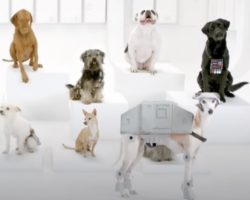 Dogs Go To The Bark Side With Star Wars Theme Song