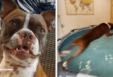 Boston Terrier Loves Swimming So Much His Parents Build Him An Indoor Pool