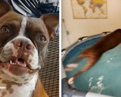 Boston Terrier Loves Swimming So Much His Parents Build Him An Indoor Pool