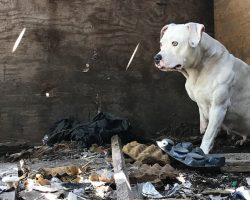 Dog Who Was Chained Up After Her Owner Was Murdered Is Finally Free From Nightmare