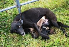Abandoned dog is found chained up to fence while nursing six newborn puppies