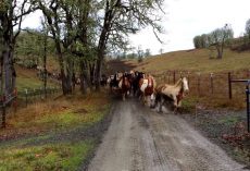 110 Horses Gallop To The Pasture In A Line