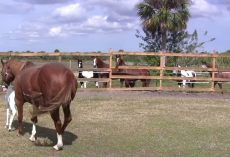 Mama Has A Baby So Rare, Even The Other Horses Gather Around In Awe